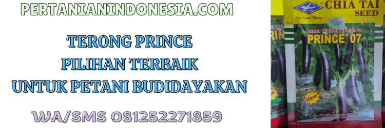 terung,prince,prince 07,prince 07 f1,bisi,cap kapal terbang,pertanian indonesia